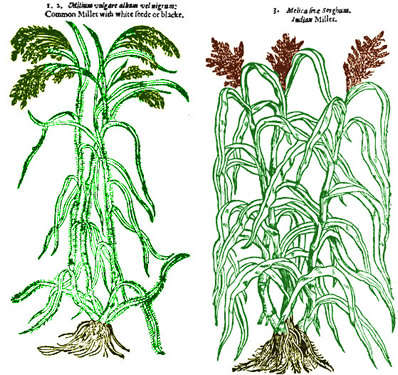 Proso and Sorghum Millet Plants
